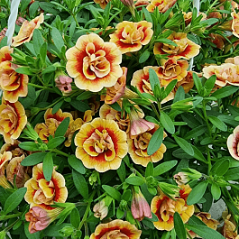 Калибрахоа махровая M.F. Neo Double Orange Tastic