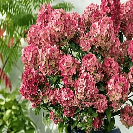 Гортензия метельчатая Petite Star