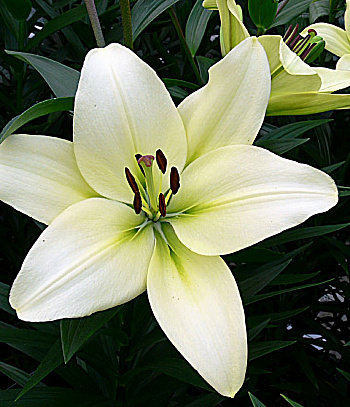 Лилия ЛА-гибрид Курьер