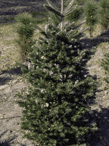 Пихта корейская Zenek