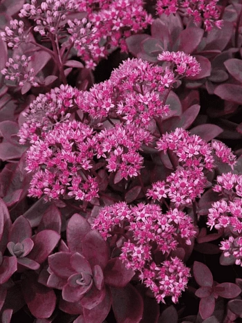 Очиток  Firecracker