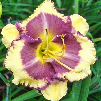 Лилейник гибридный Блуберри Крим