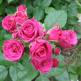 Роза спрей Лав Лидия