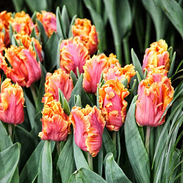 Тюльпан попугайный Амейзинг Пэррот