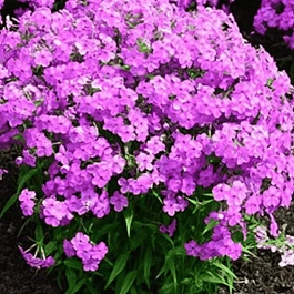 Флокс гибридный Forever Pink