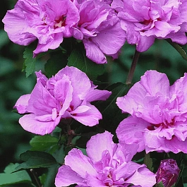 Гибискус Сирийский Ardens