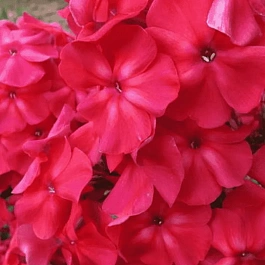 Флокс метельчатый Амазонка