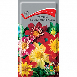 Георгина Коларетте дэнди микс