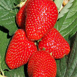Земляника садовая Джоли
