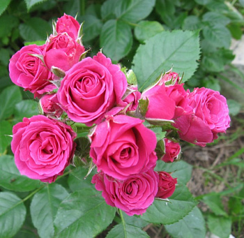 Роза спрей Лав Лидия