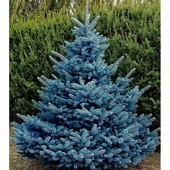 Ель колючая Супер Блю
