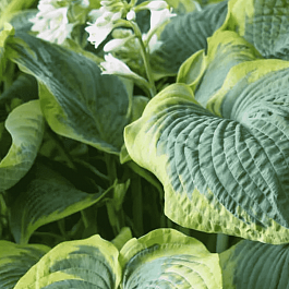 Хоста Maple Leaf