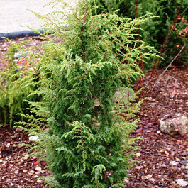 Можжевельник обыкновенный Краковия