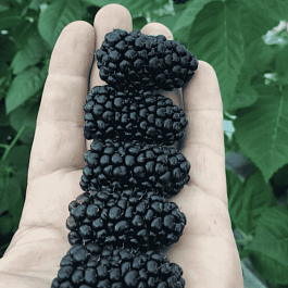 Ежевика Stark Black Gem