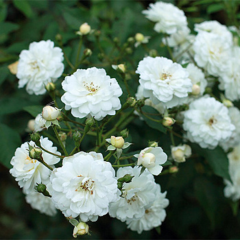 Роза мускусные гибриды Гирлянд д'Амур