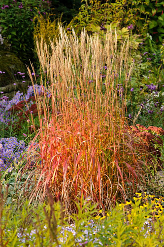 Мискантус китайский Гана