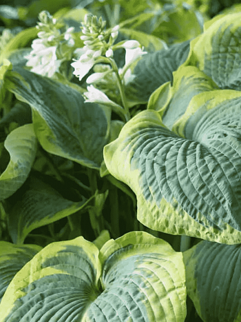 Хоста Maple Leaf