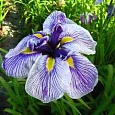 Ирис мечевидный Royal Pageant