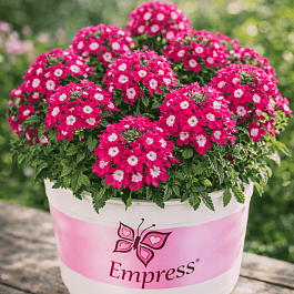 Вербена Empress Flair Cherry Charme