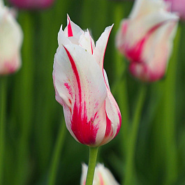 Тюльпан лилиецветный Мэрилин НАБОР 2ШТ (10+10) Тюльпан лилиецветный Мэрилин НАБОР 2ШТ (10+10)