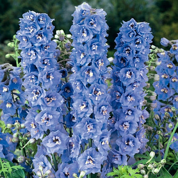 Дельфиниум гибридный Мэджик Фонтейн Скай Блю