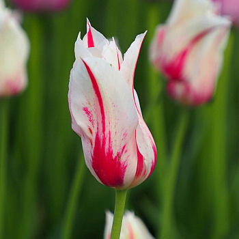 Тюльпан лилиецветный Мэрилин НАБОР 2ШТ (10+10)