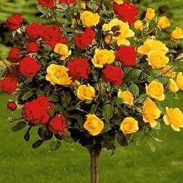 Роза штамбовая смесь