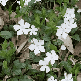 Барвинок малый Elisa