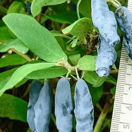 Жимолость  Мальвина