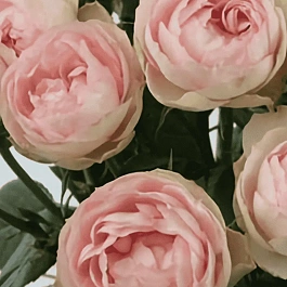 Роза кустовая Rokoko