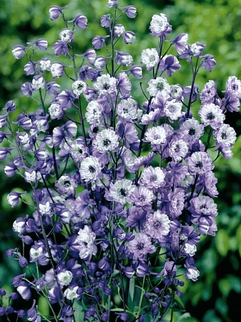 Дельфиниум высокий La Boheme