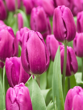 Тюльпан Purple Flag