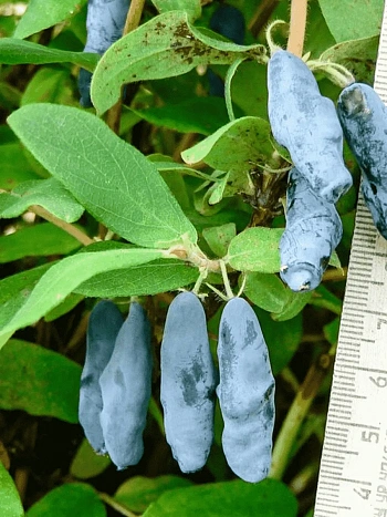 Жимолость  Мальвина