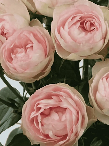 Роза кустовая Rokoko