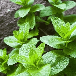 Мята перечная Rood