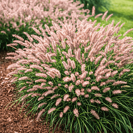 Пеннисетум восточный Flamingo