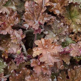 Гейхера Cappuccino