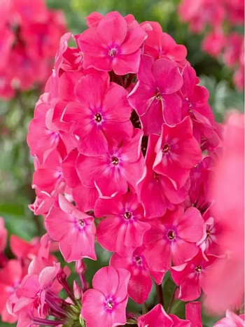 Флокс метельчатый Watermelon Punch