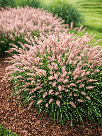 Пеннисетум восточный Flamingo