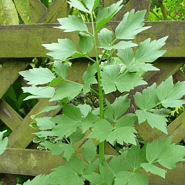 Любисток лекарственный