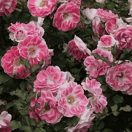 Роза Флорибунда  Regensberg