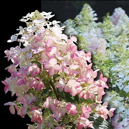 Гортензия метельчатая Энджелс Блаш Гортензия метельчатая Энджелс Блаш