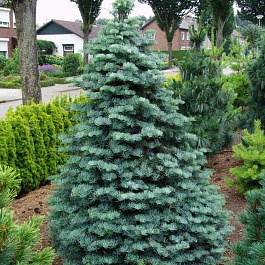 Пихта одноцветная