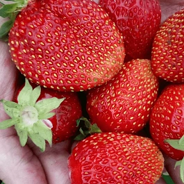 Земляника садовая Сельва