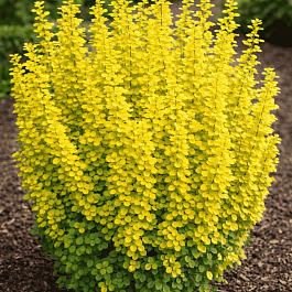 Барбарис Тунберга Golden Pillar