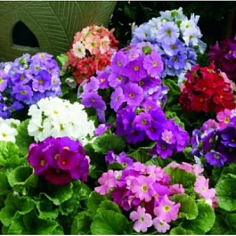 Примула обконика Либре микс Примула обконика Либре микс