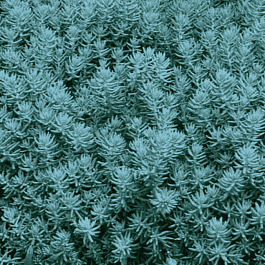 Очиток отогнутый Blue Spruce