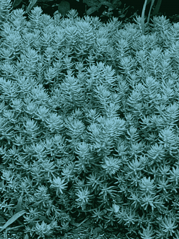 Очиток отогнутый Blue Spruce