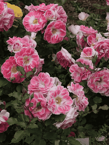 Роза Флорибунда  Regensberg