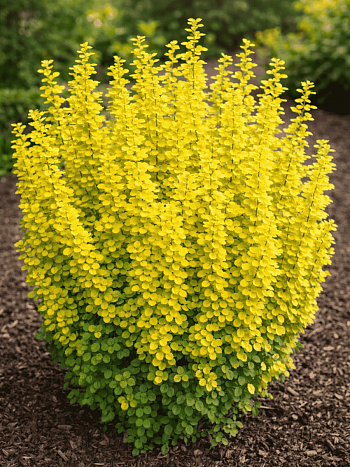 Барбарис Тунберга Golden Pillar